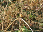 SX00433 Little Birdie in brambles [Common Stonechat - Saxicola Torquatus].jpg